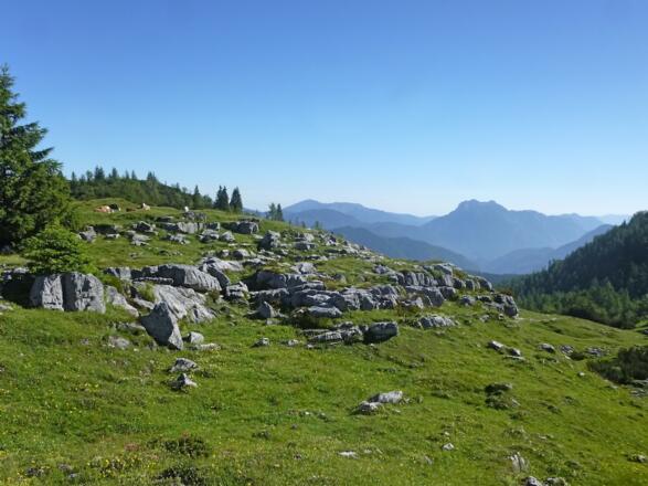 Almgelände mit Rindern