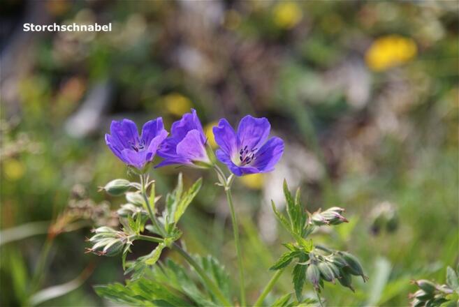 Storchschnabel