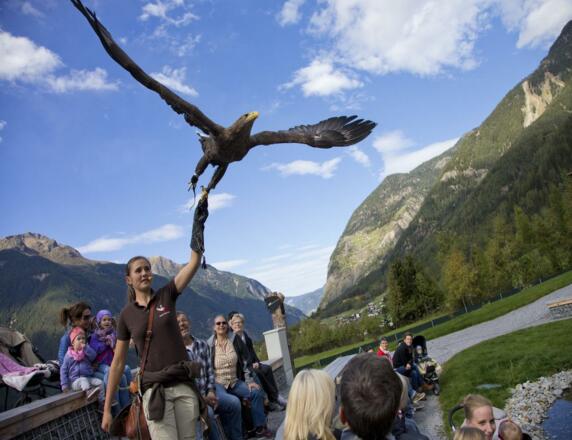 Greifvogelpark Flugvorführung