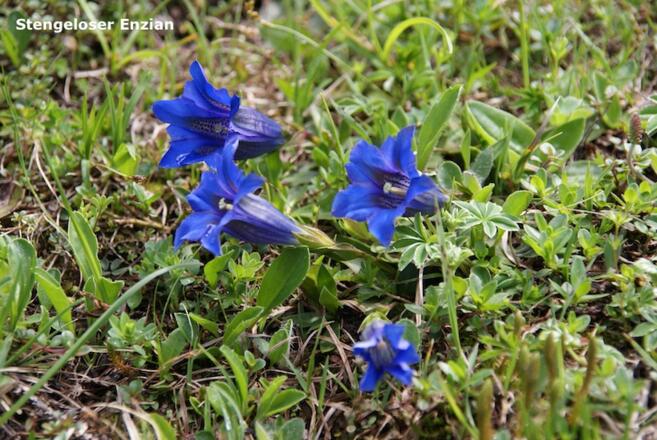 Stengelloser Enzian
