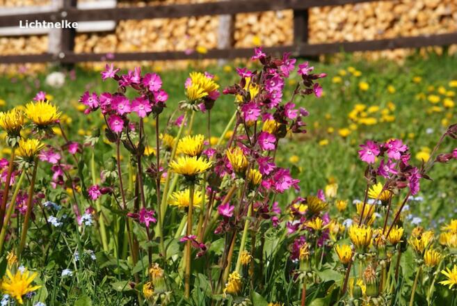 Hell- oder Lichtnelken