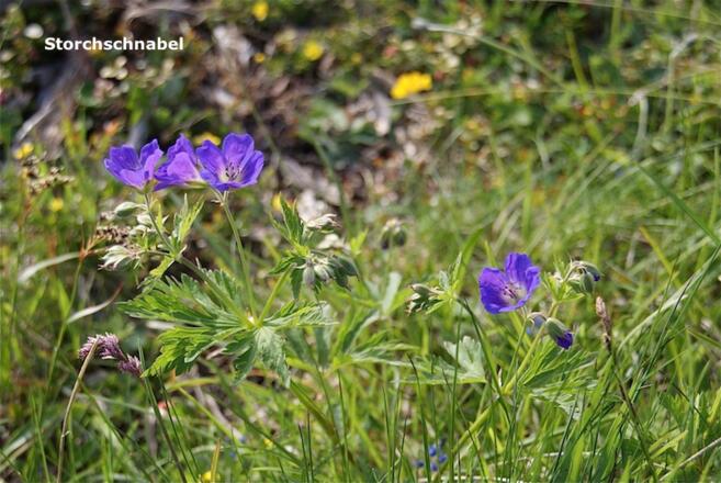 Storchschnabel