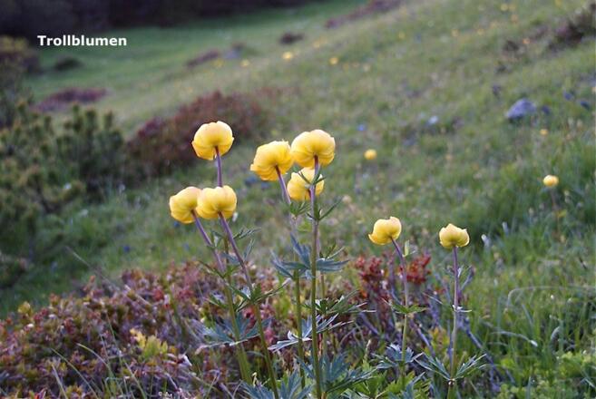 Trollblumen