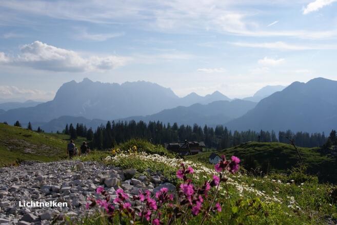 Hellnelken mit Kaiser-Blick