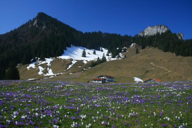 Krokusblüte vor den Daffneralmen