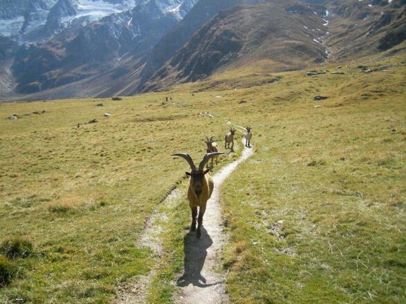Tierwelt in den Bergen