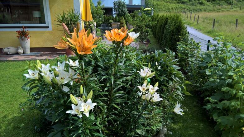 WP_20170721_15_36_53_Rich_LI