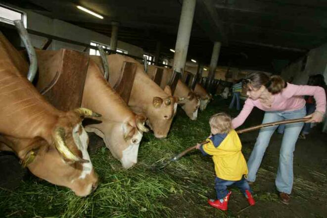 Biohof Kainberger - Tiere füttern
