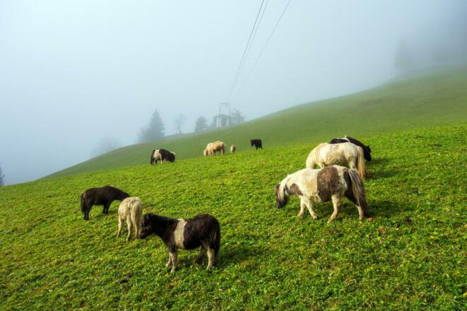 Grüneggalm Shetland Ponys