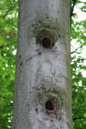 Totholz bietet vielen Nützlingen Lebensraum