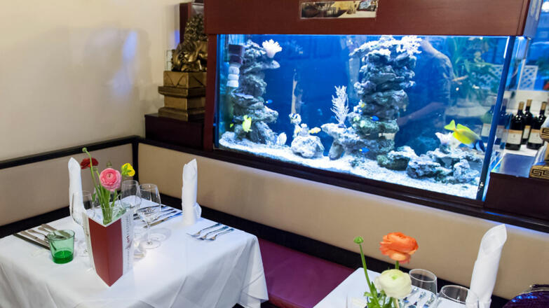 Goldene Pagode Aquarium