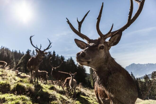 Wildgehege Maria Alm