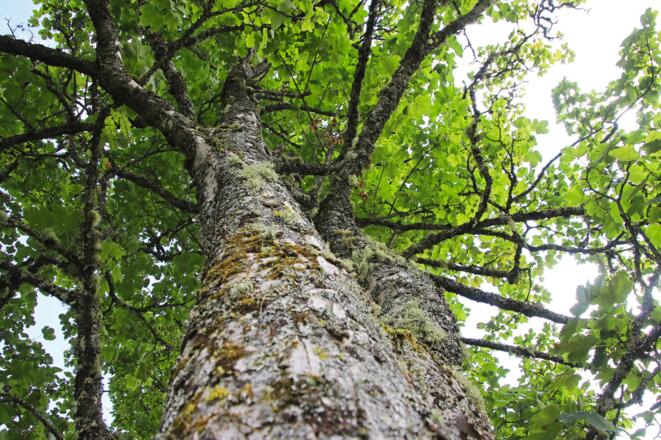 Baumlehrpfad - Heilkräfte der Bäume