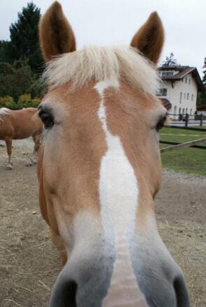 Haflinger am Hof