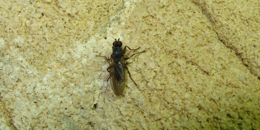 Fliege, nur ein kurzzeitiger Gast