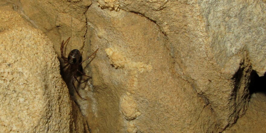 Höhlenbewohnende Spinne