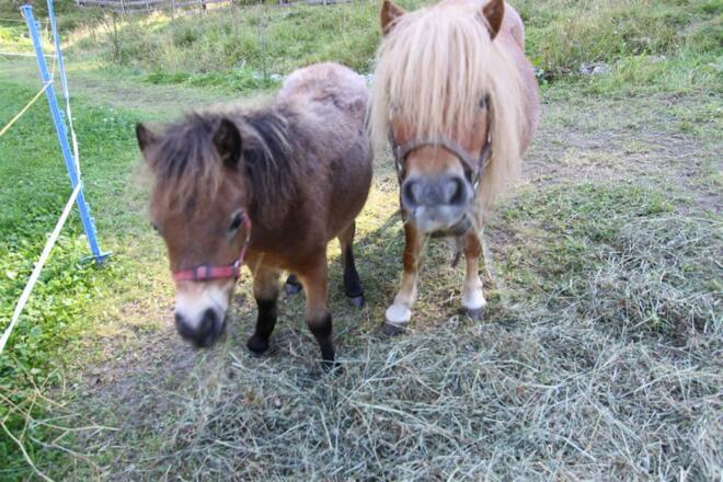 Unsere Ponys