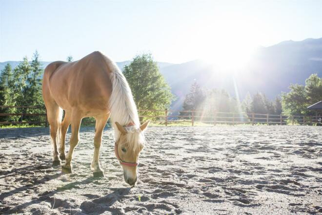 haderlehn_2016_72dpi_danielzangerl (12 von 81)