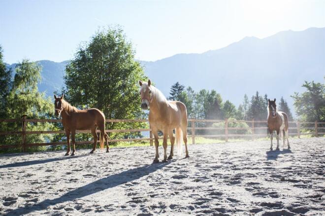 haderlehn_2016_72dpi_danielzangerl (63 von 81)