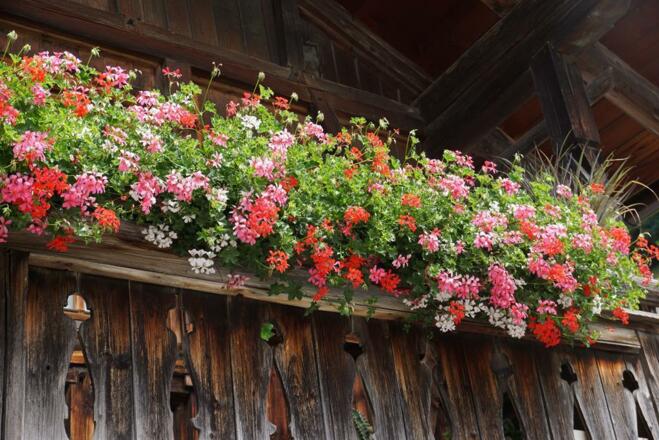 Gasthof Mühle, Blumen/Balkon