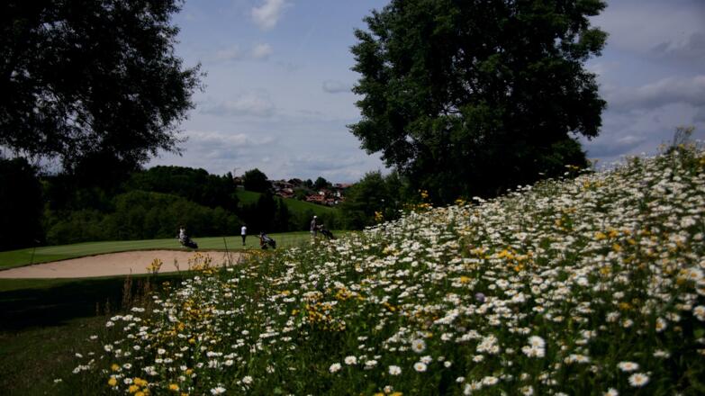 golfen-blumenwiese-tee-7-2015-05-31-landschaft-und-golfplatz-023