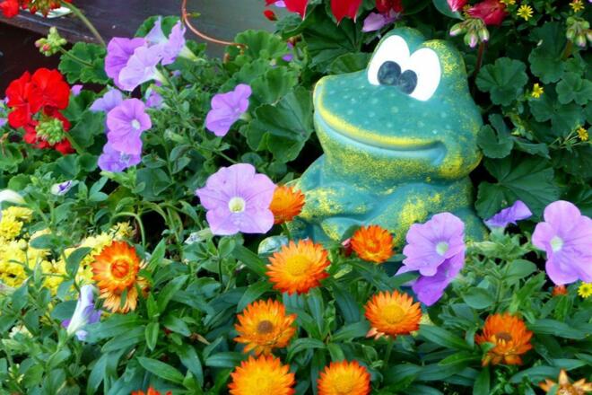 Bild mit Frosch