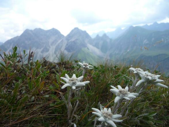 Edelweißblüte auf der Höfats