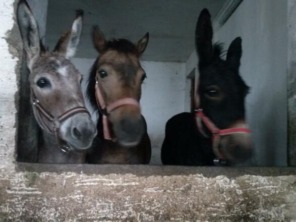 Felix, Luna und Lucy