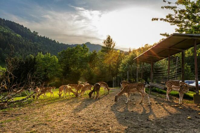 Pension-Gasthof Silvia: Blick Steiner Felsen