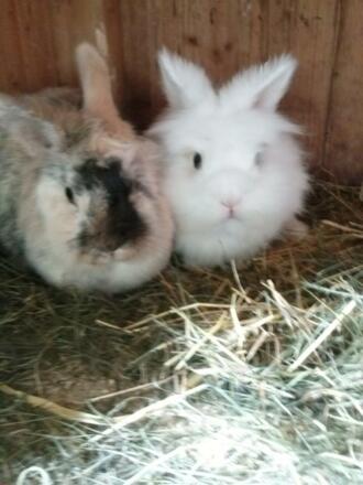 zwei unserer großen Hasenschar