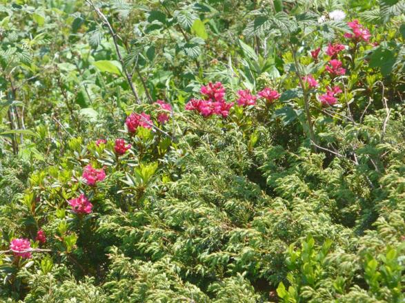 Alpenrosenblüte
