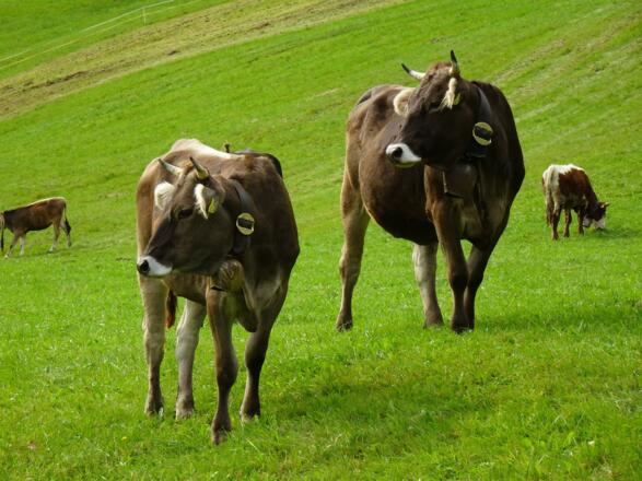 Jungvieh auf der Weide