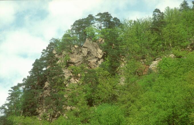 Felsnase in der Donauschlinge