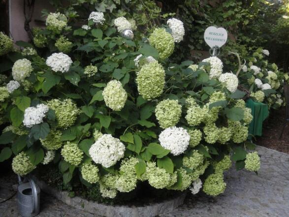 Blumen im Gastgarten