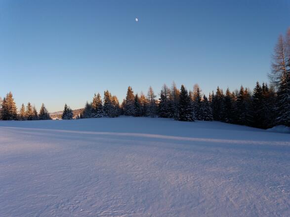 Baumumstandene flache Gipfelkuppe der Schöngelitze.
