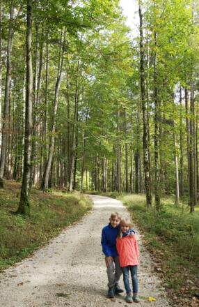 Waldweg - Forststraße