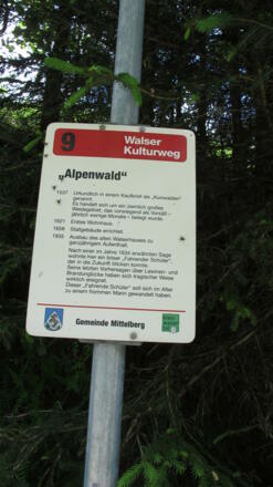 Alpenwald am Walser Kulturweg
