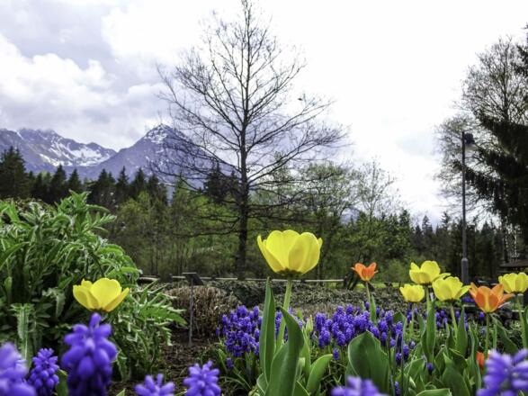 Frühlingsblumen im Kräutergarten in Fischen