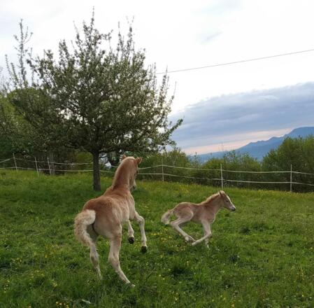 Lustiges Fohlentreiben