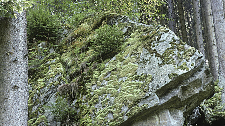 Kleiner-K%c3%b6sslbach_mit-Moosen-und-Jungfichten-bewachsene-Granitfelsen_c-Limberger-Josef_web