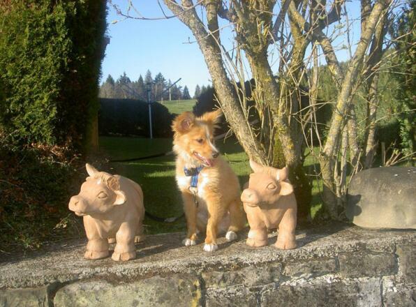 Unser Hund Nico wartet auf Gäste die mit
