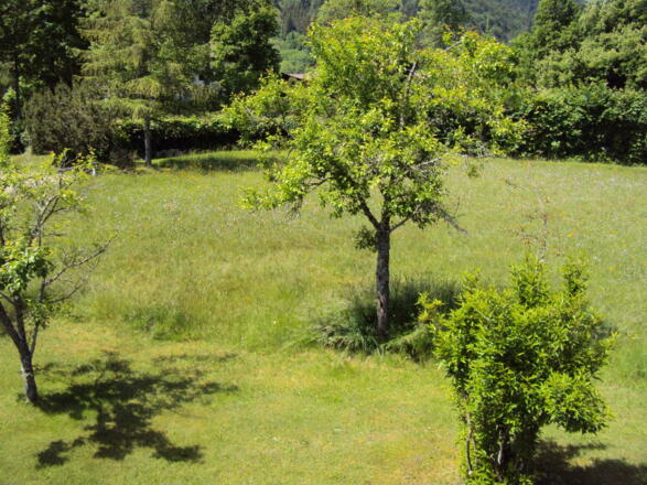 Blumenwiese und Obstbäume