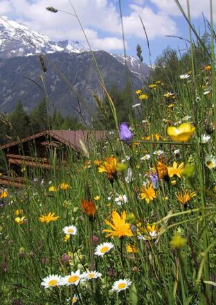 Frühling im Stuibenfall