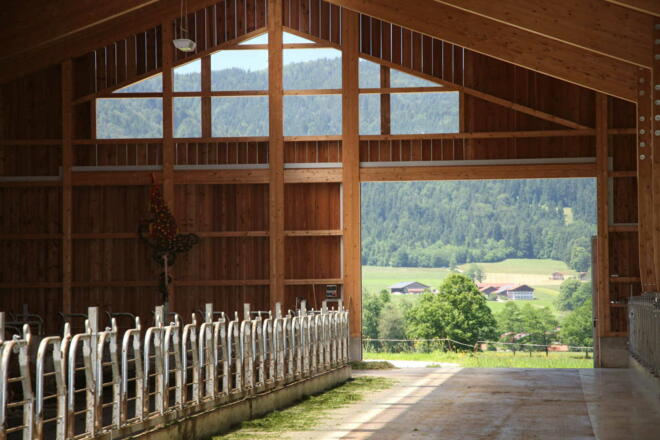 hell und freundlich ist es für unsere Kühe