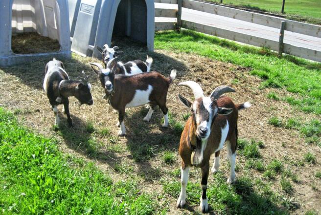 Unsere Ziegen