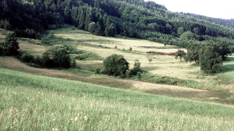 Oberes-Donau-und-Aschachtal_die-Metzgerwiesen-bei-Waldkirchen_c-Grims-Franz_web