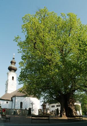 Kirche im Schatten der 1000-jährigen Linde
