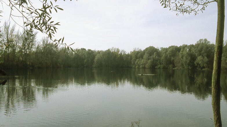 Traun-Donau-Auen_Gro%c3%9fer-Weikerlsee_c-Rubenser-Herbert_web