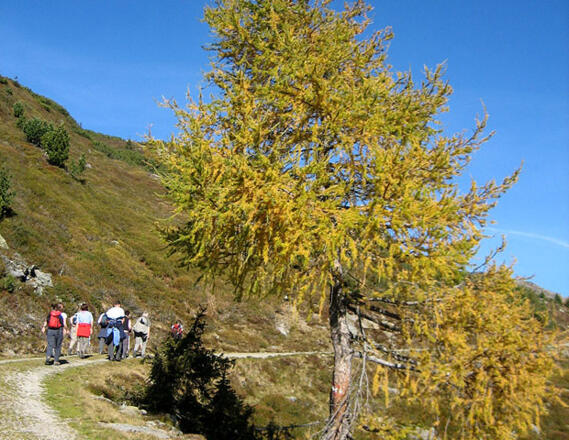 Der Weg von der Steinerlam zur Hochalm