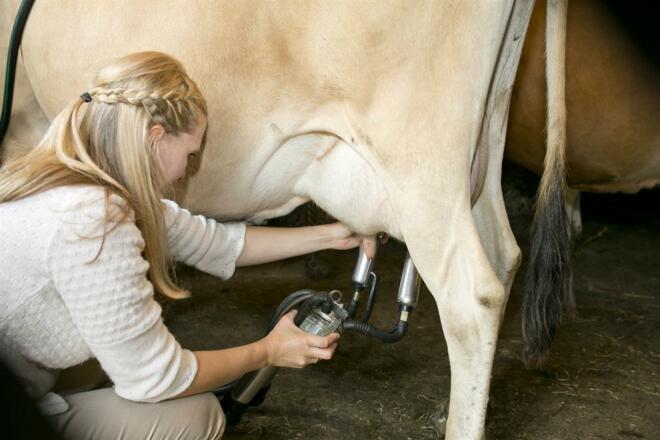 Melken auf der Loseggalm Langfeldhütte